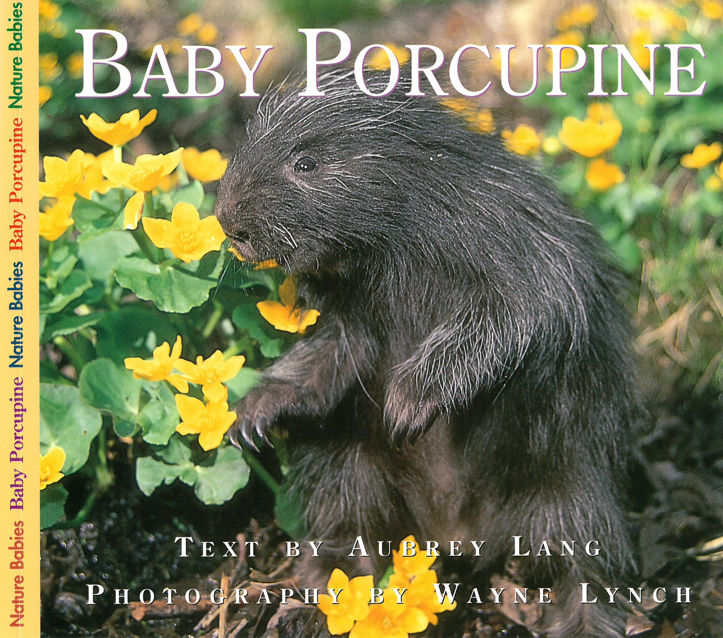 Baby Porcupine